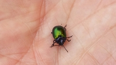 Chrysolina auripennis