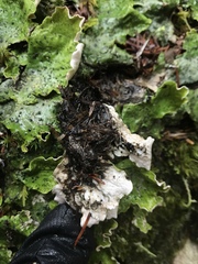 Peltigera britannica