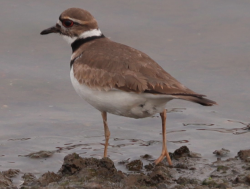 Killdeer photographed in New York