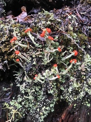 Cladonia transcendens