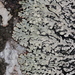Port-hole Lichen - Photo (c) Max Kindler, some rights reserved (CC BY-NC-ND), uploaded by Max Kindler