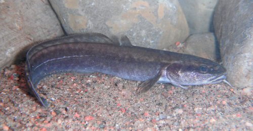 Burbot