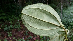 Dichaetanthera