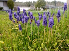 Muscari armeniacum