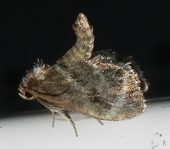 Packardia elegans