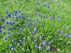 Muscari armeniacum