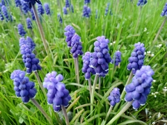 Muscari armeniacum