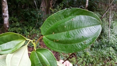Dichaetanthera