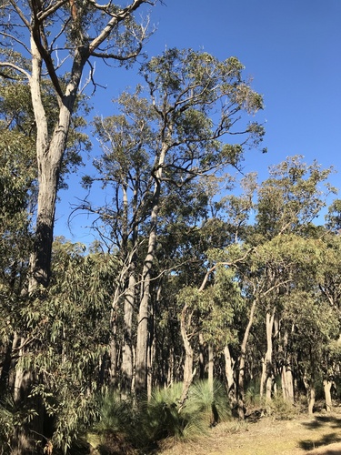 Eucalyptus aurifodina Rule 2