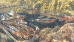 Notropis rubellus