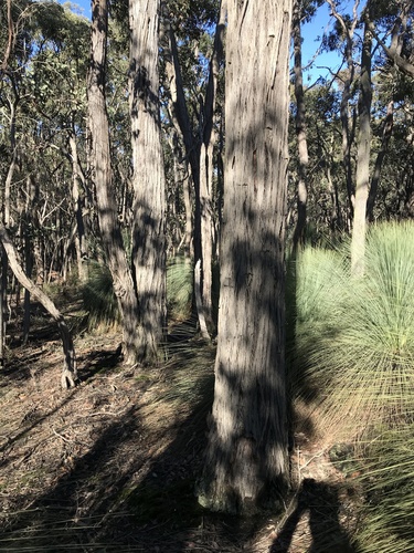 Eucalyptus aurifodina Rule 3