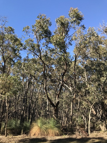 Eucalyptus aurifodina Rule
