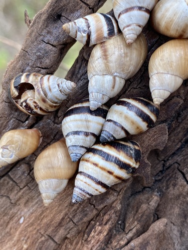 Mesembrinus uhdeanus