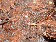 Entomobryoidea