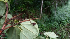 Dichaetanthera