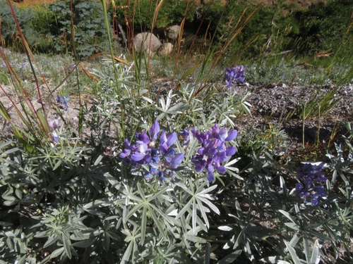 Image of Lupinus obtusilobus by no rights reserved