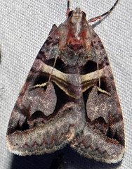 Drasteria grandirena