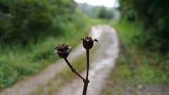 Dichaetanthera