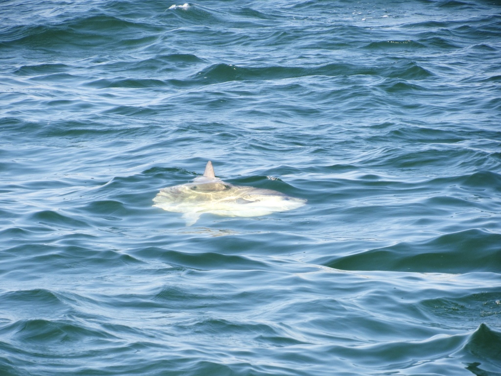 Common Mola in July 2019 by Vinny Pellegrino · iNaturalist