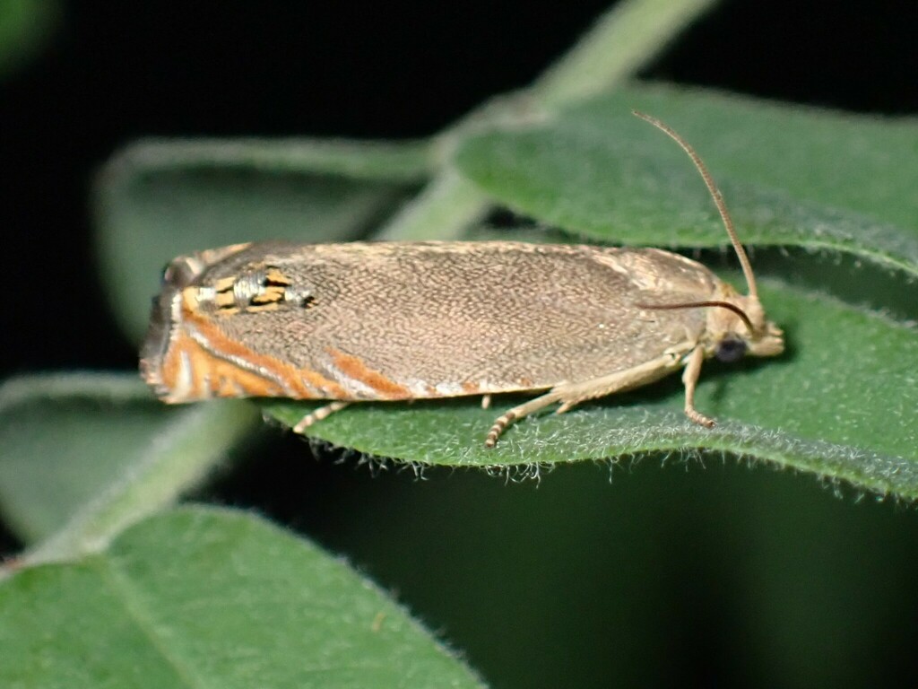 Indigobush Twig Borer