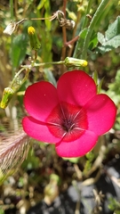 Linum grandiflorum