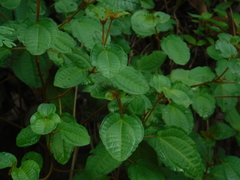 Miconia hispidula