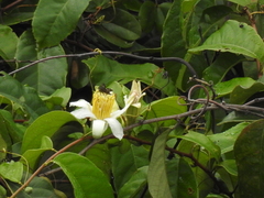 Passiflora candida