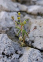 Cleomella parviflora