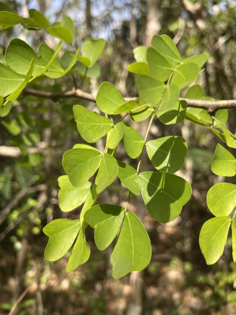 Haematoxylum campechianum, Guanica State Forest, Guánica, Puerto Rico, US