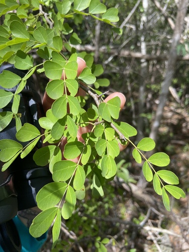 Haematoxylum campechianum