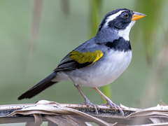 Saffron-Billed Sparrow photo 4
