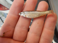 Notropis braytoni