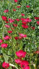 Linum grandiflorum