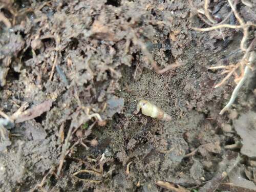 Subulinidae observed 2023-12-20