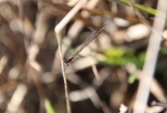 Nehalennia pallidula