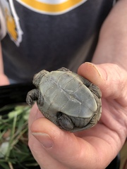 Malaclemys terrapin centrata