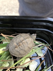 Malaclemys terrapin centrata