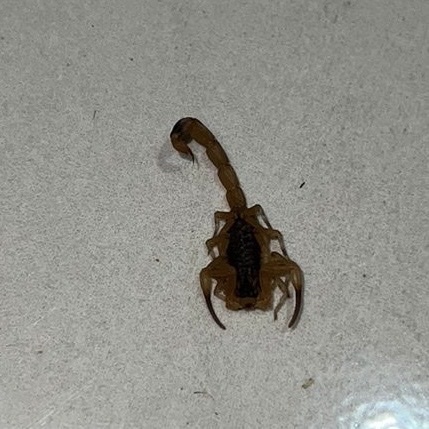 Brazilian Yellow Scorpion