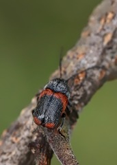 Cryptocephalus mucoreus