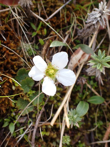 Image of Geum uniflorum by (c) naturewatchwidow, some rights reserved (CC BY)
