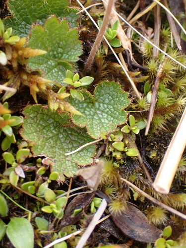 Image of Geum uniflorum by (c) naturewatchwidow, some rights reserved (CC BY)