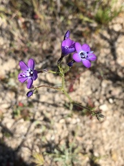 Gilia tenuiflora amplifaucalis