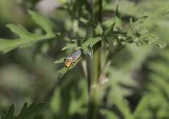 Oncometopia nigricans