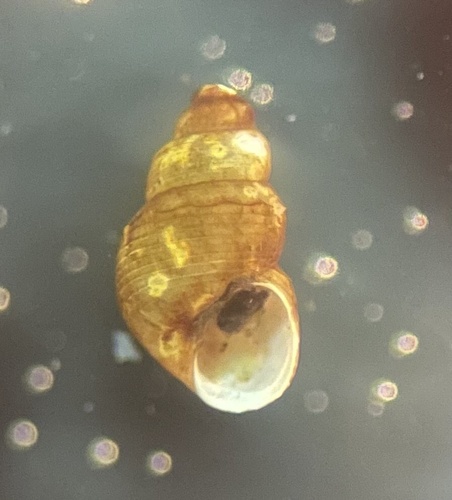 Serrate Crownsnail, Oviedo, FL, US, photo 6 of 10