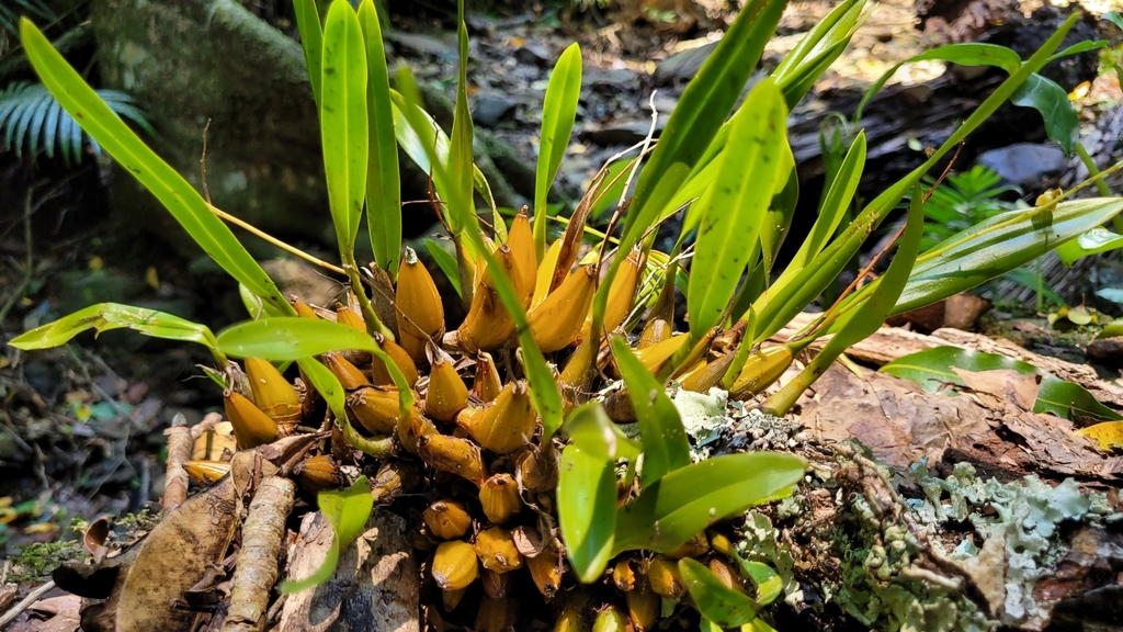 Dendrobium monophyllum F.Muell. 2