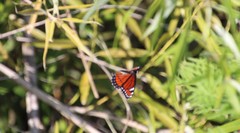 Limenitis archippus floridensis