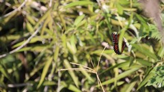 Limenitis archippus floridensis