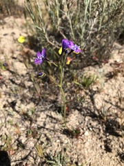 Gilia tenuiflora amplifaucalis