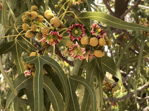 Brachychiton gregorii F.Muell.