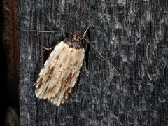 Agonopterix atrodorsella